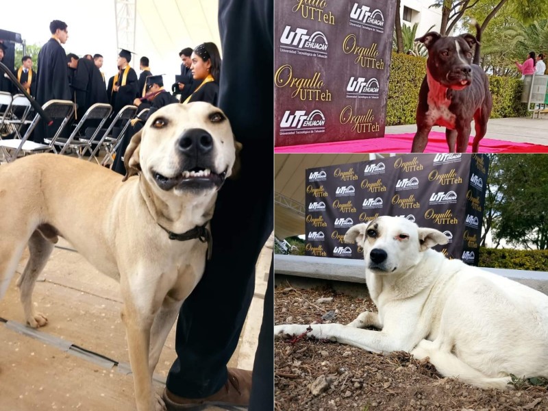 21 voluntarios organizados para cuidar perritos de colonia 