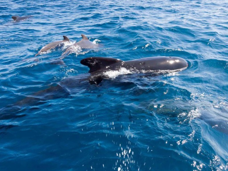 23 de julio, día mundial de las ballenas y delfines