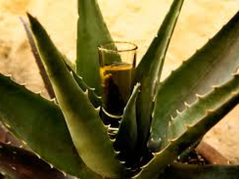 24 de julio, día internacional del Tequila