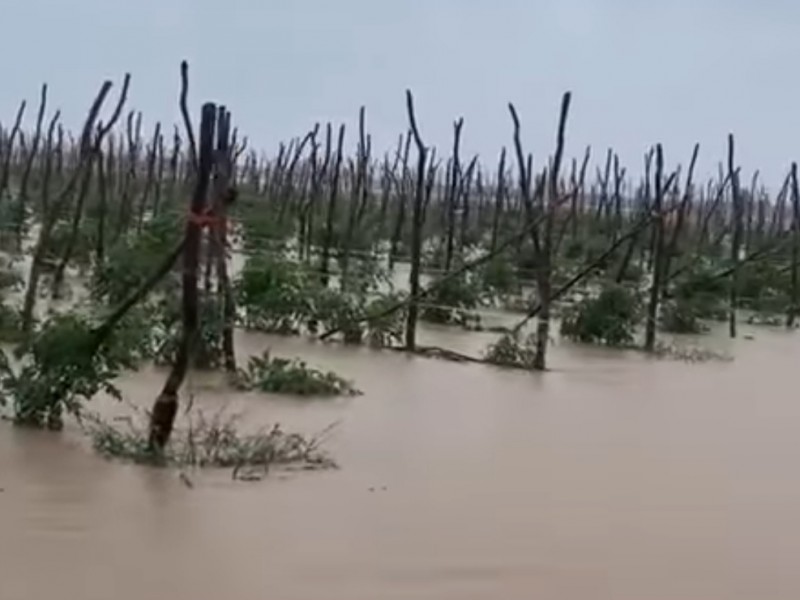 25% de hectáreas sembradas dañadas por 