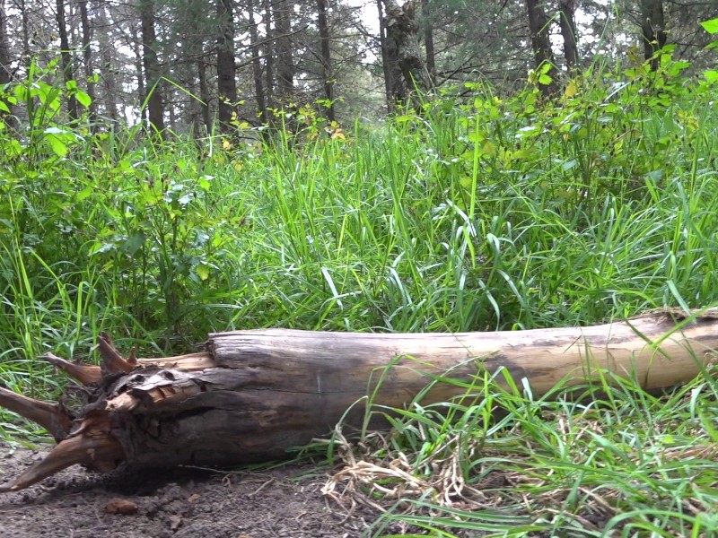 25 municipios mexiquenses en alerta por tala ilegal