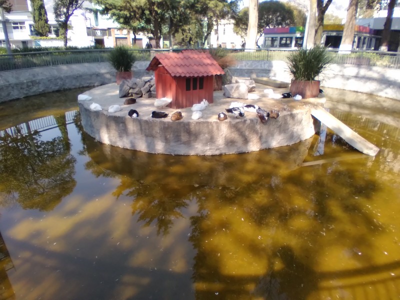 25 patos domésticos en el descuido total en Alameda Central