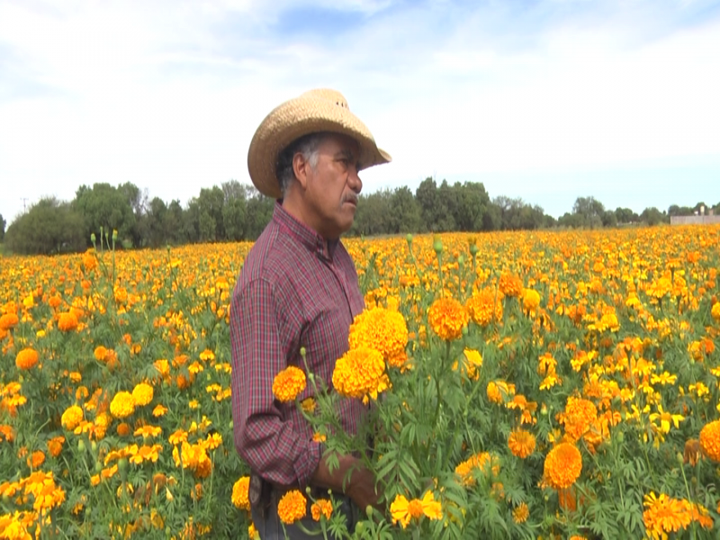 26 años produciendo flor de Cempasúchil en Tacoaleche