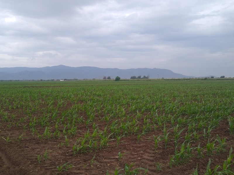 En la Laguna 26 mil hectáreas irrigadas con agua rodada