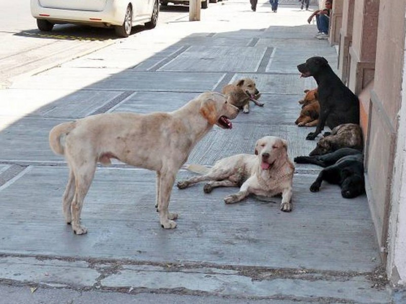 La laguna sufre sobrepoblación canina