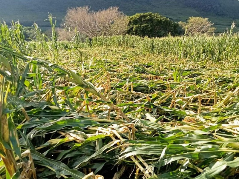 267 terrenos de maíz perdido en San Pedro Lagunillas