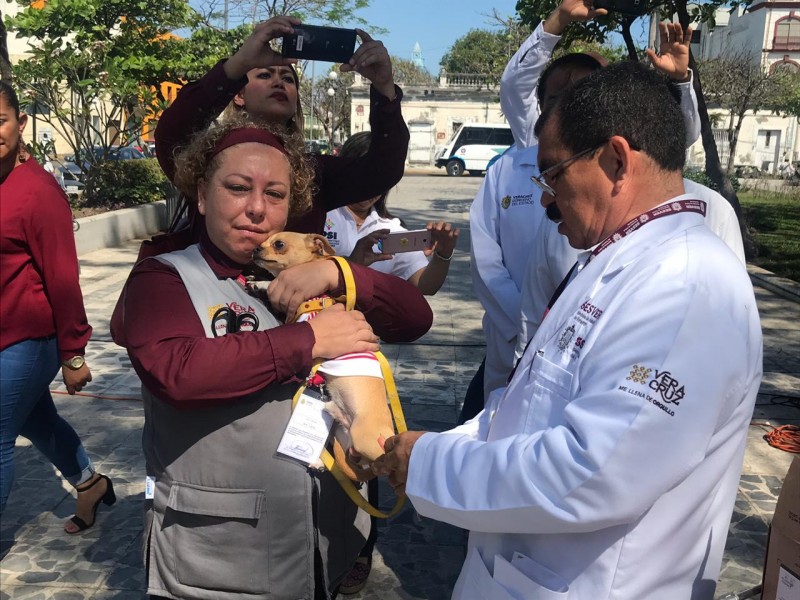 27 mil vacunas antirrábicas para Veracruz