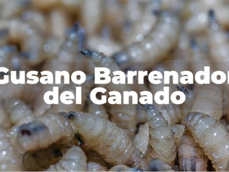 274 casos activos de gusano barrenador en Chiapas