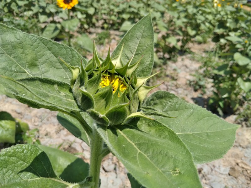 2mil 500 girasoles sembró Chalma para 14 de febrero