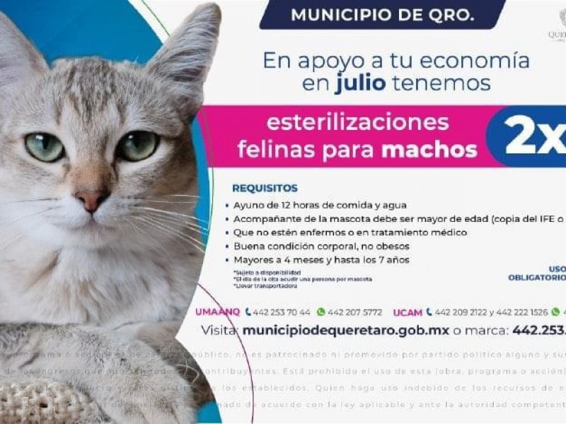 2x1 En esterilización de gatos machos en Querétaro