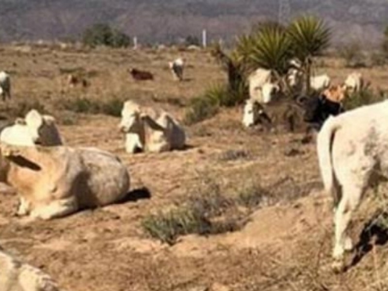 3 mil cabezas de ganado mueren por sequía