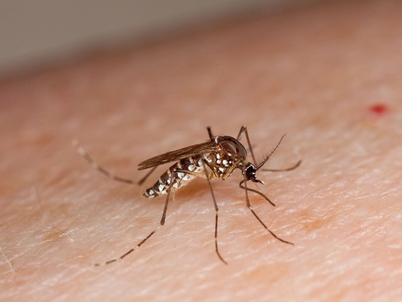 Aplican nueva estrategia para combatir el dengue