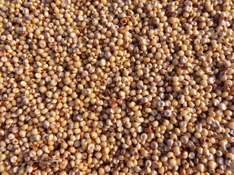 3 toneladas de semilla en apoyo a productores de Guasave