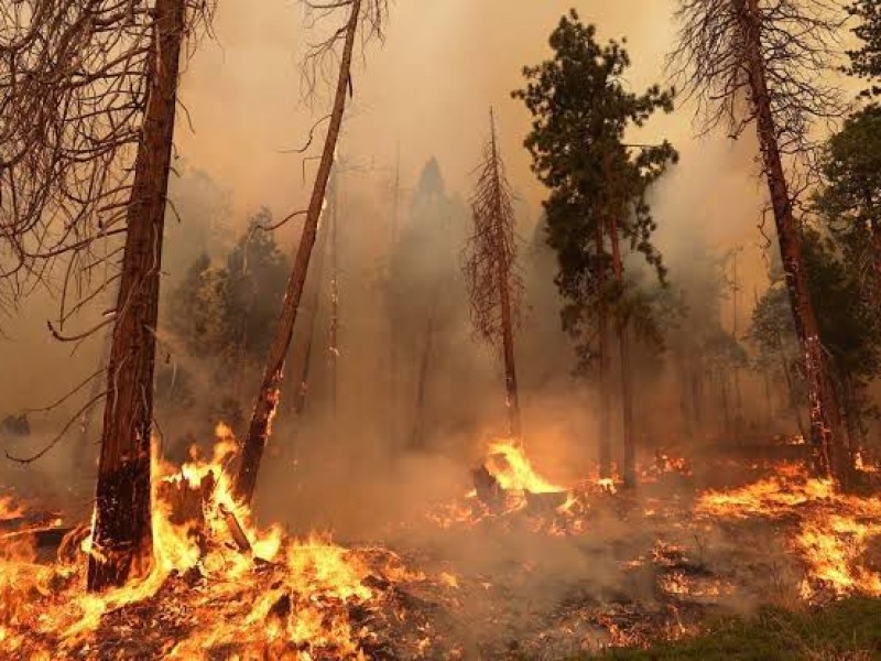 30 años de prisión para responsables de incendios forestales