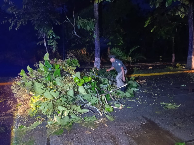 30 árboles caídos en Villaflores tras intensa lluvia