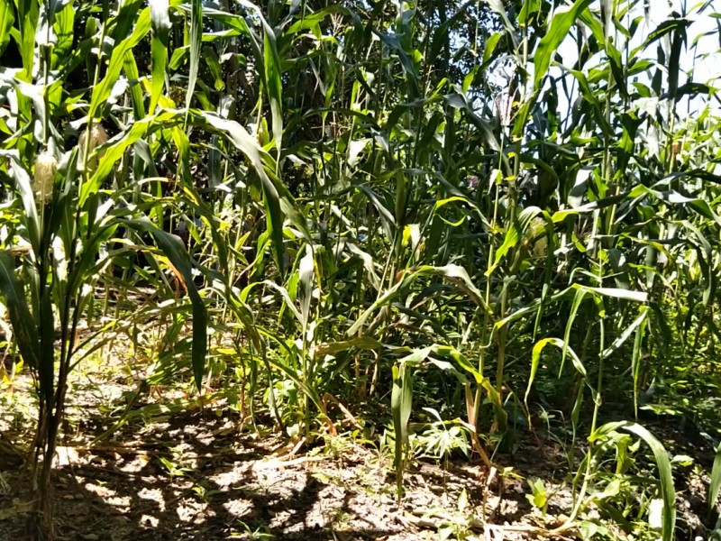 30% del maíz no se logró en Zihuatanejo
