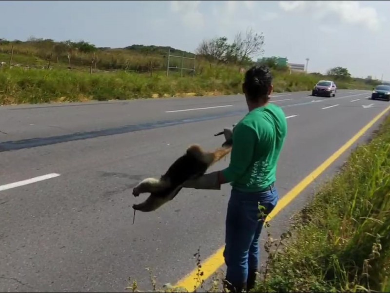 30 especies de la región fueron atropelladas en Riviera-Veracruzana