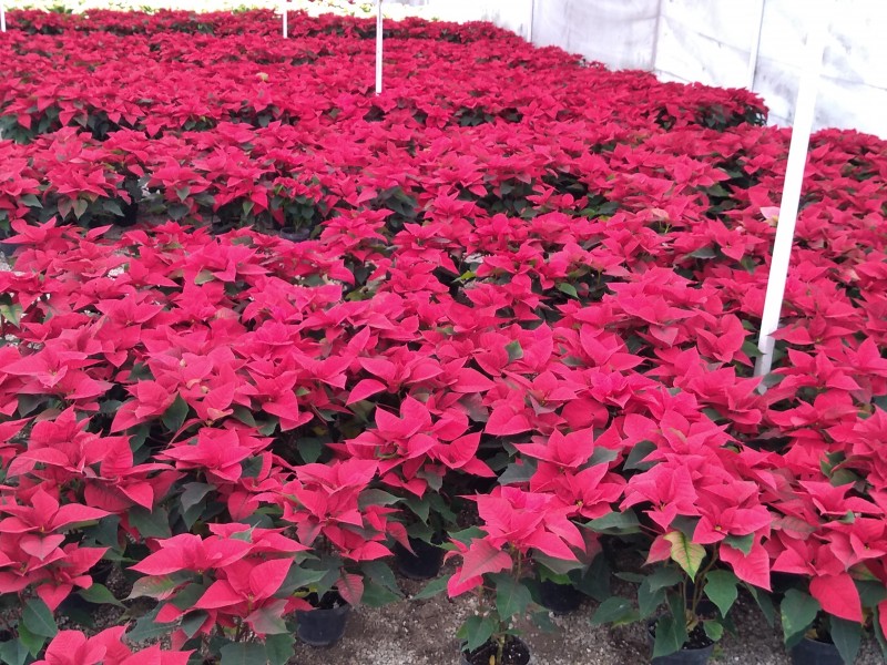 30 mil flores de noche buena se venden