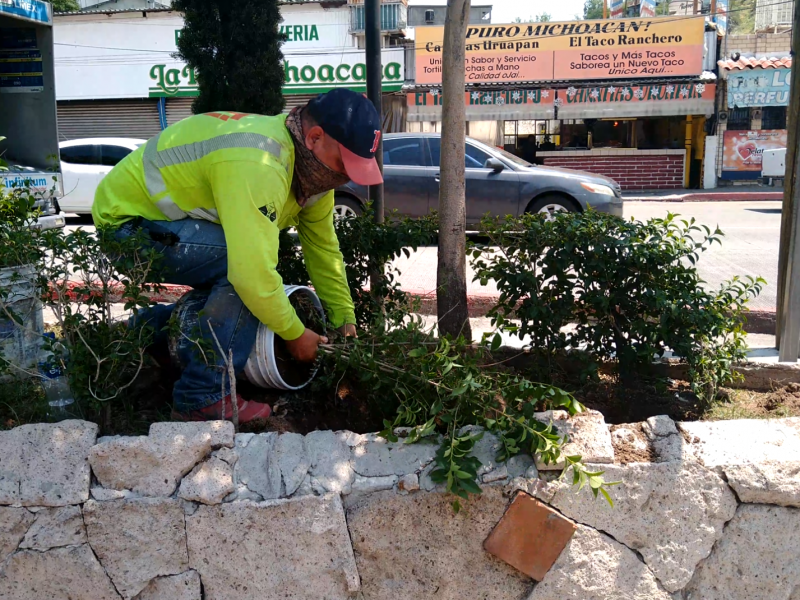 300 árboles trasplantados del periférico a otros lugares