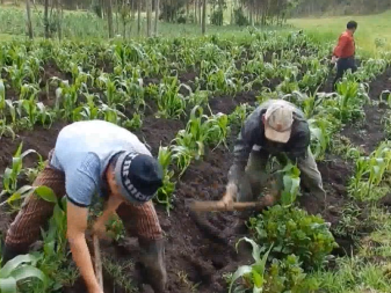 300 campesinos de Petatlán no reciben Procampo