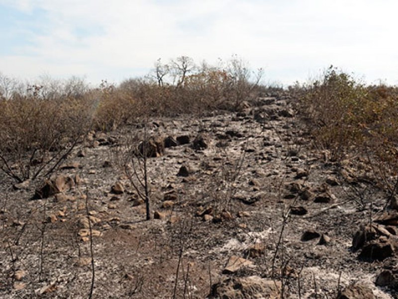 300 hectáreas afectadas por incendios