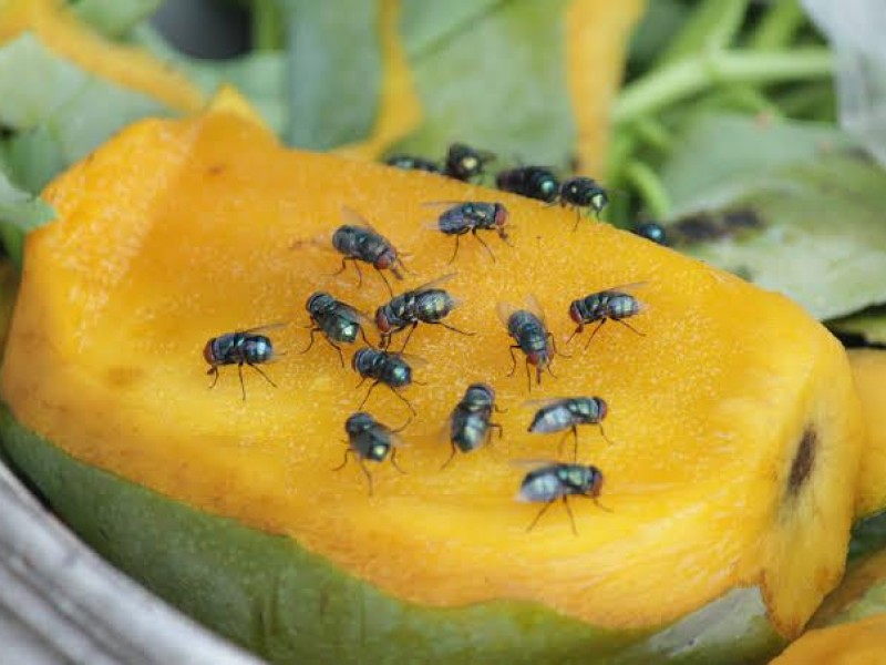 300 ton. de mango se perdieron por ”mosca de la fruta”