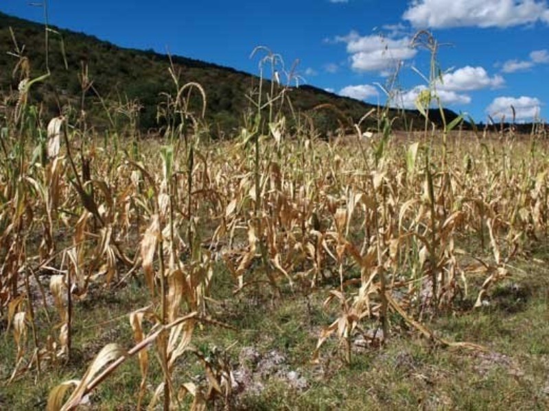 31% de productores afectados por sequía