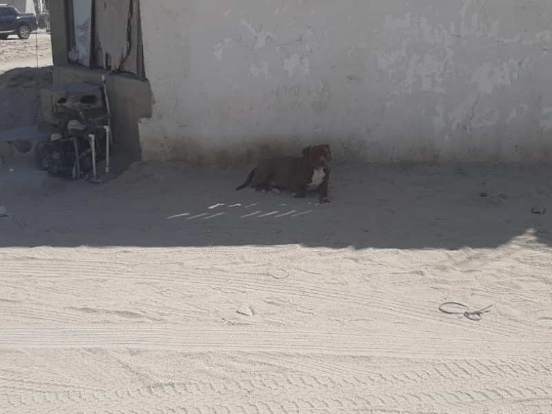 32 casos de maltrato animal en el municipio