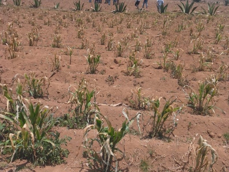 36 hectáreas pérdida total, tras helada