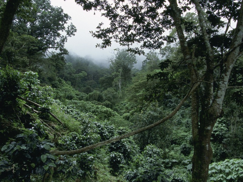 36 proyectos de conservación en ANP en Chiapas