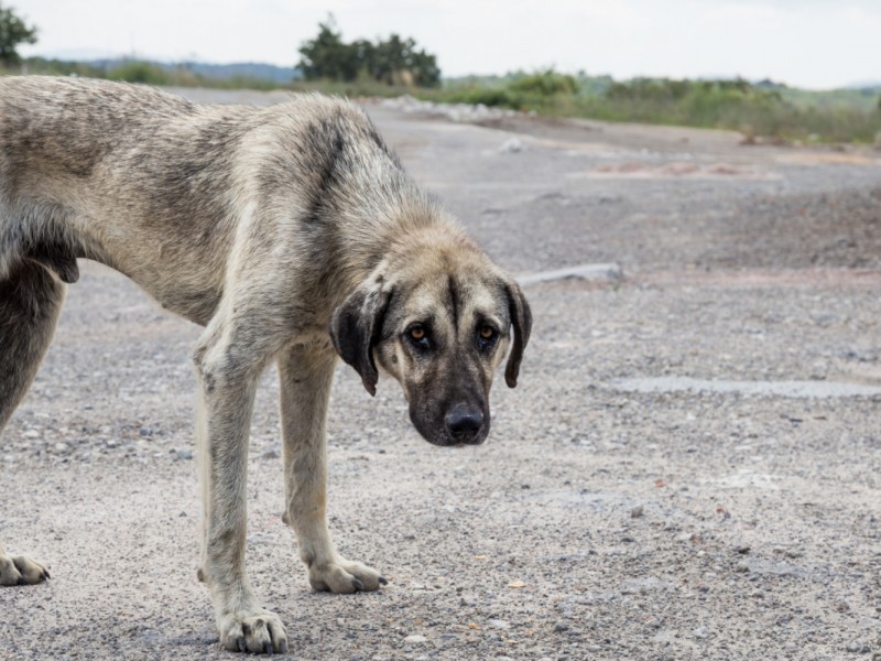 399 reportes atendidos por maltrato animal