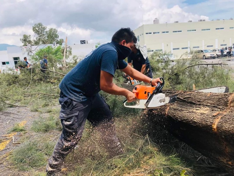 4 árboles caídos dejan fuertes vientos de lluvia en Tepic