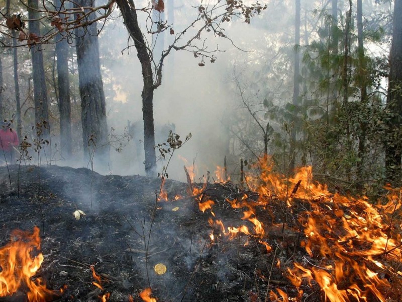 4 mil hectáreas han sido afectadas por incendios