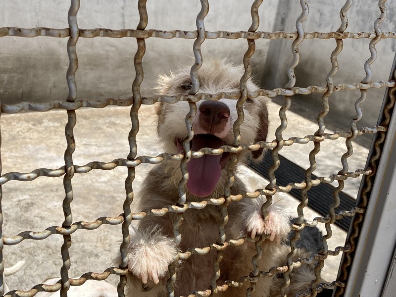 40% de perros  viven en situación de calle