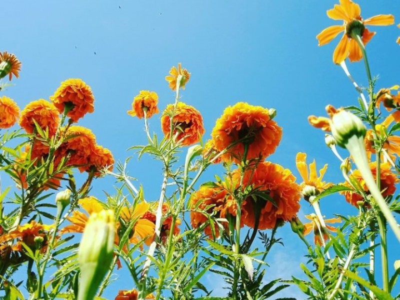 40% en venta de flores en el Edomex