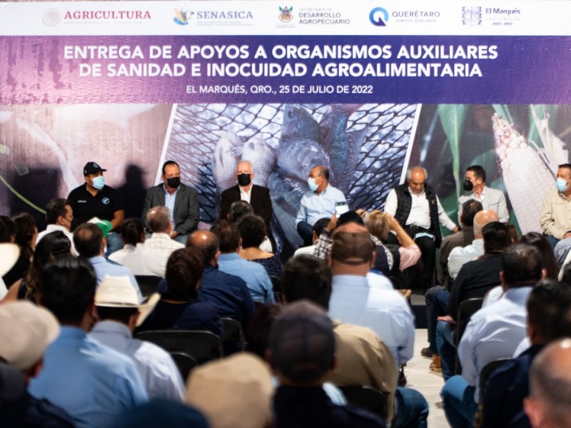 41.2 millones para productores del Marqués