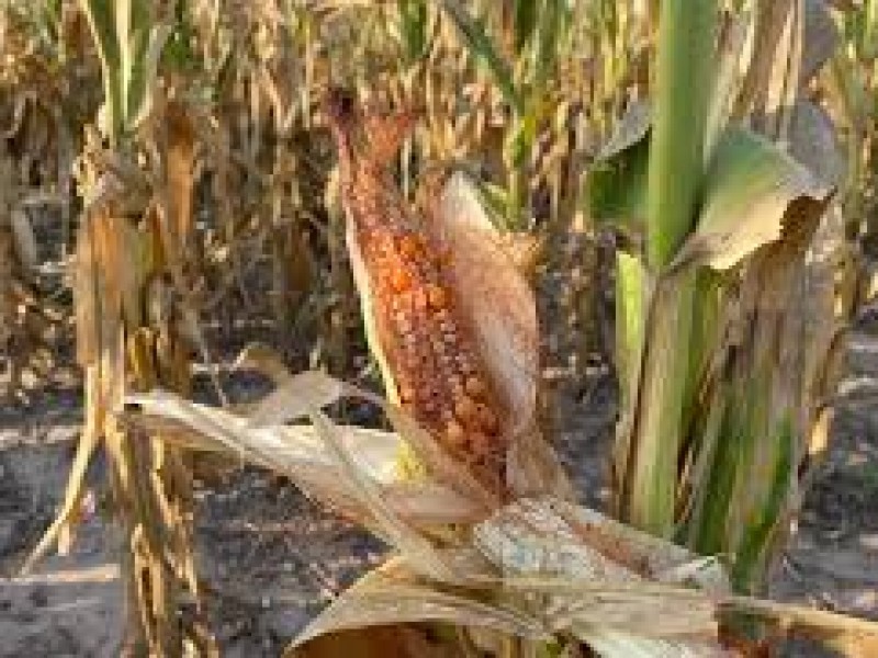 5 mil productores de maíz afectados por la sequía