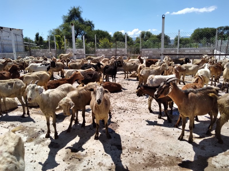 500 matanceros en Chilac se preparan para sacrificio: La Matanza