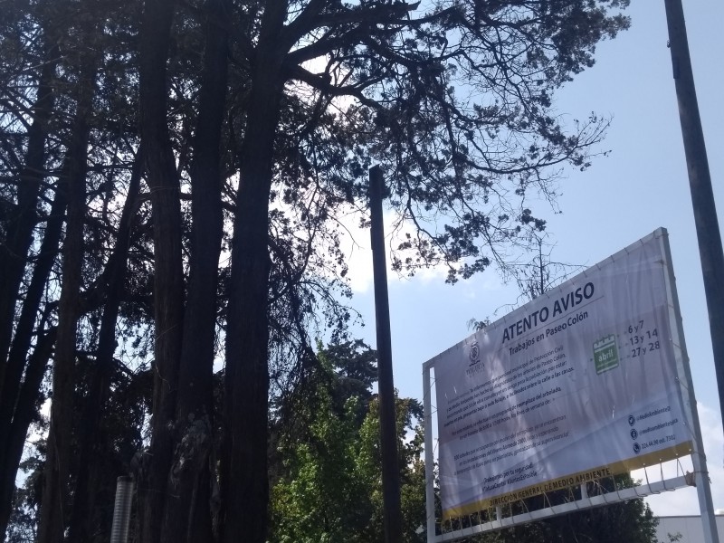 55 árboles de Colón serán sustituidos