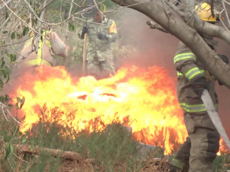 596 Incendios hasta el momento en Zacatecas