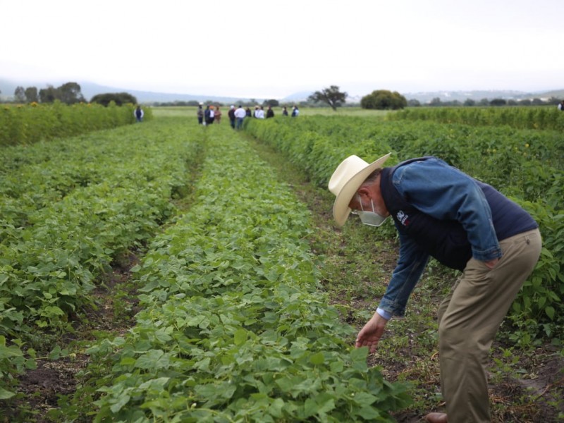 6 mil 200 hectáreas de cultivo afectadas por heladas