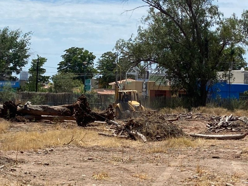 60 árboles talados en Parque Infantil, todavía podrían haber riesgos