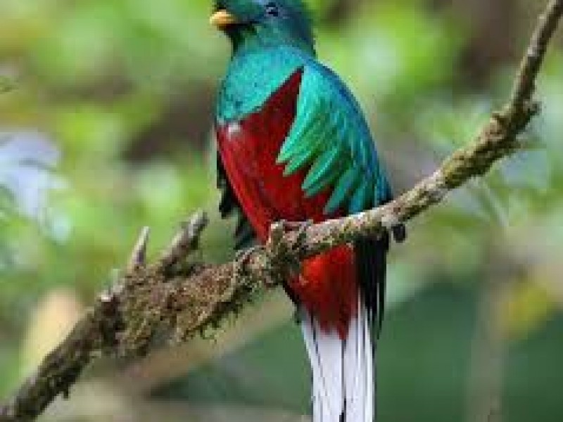 60% de las especies de aves en riesgo en Chiapas
