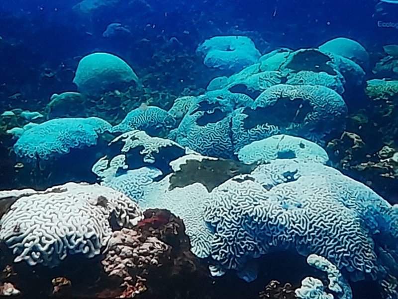 60% de los corales en Veracruz presentan blanqueamiento: Estudio
