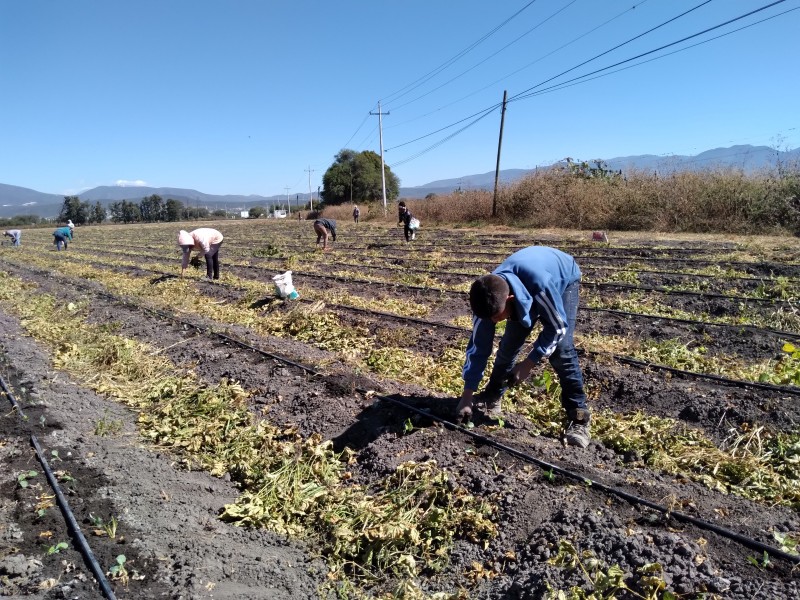 60% de productores dejan de sembrar por heladas