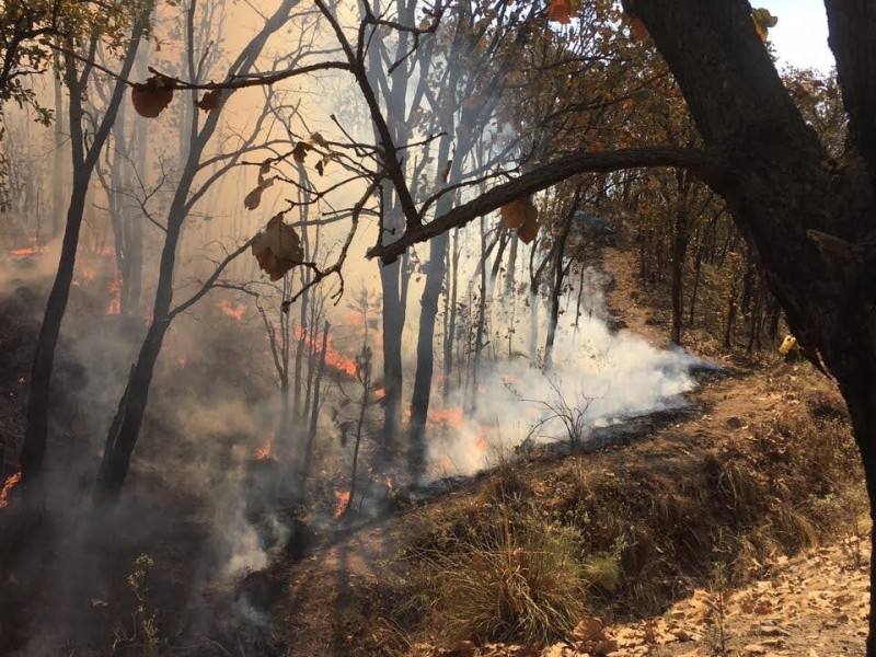 62 incendios forestales activos en el estado de durango