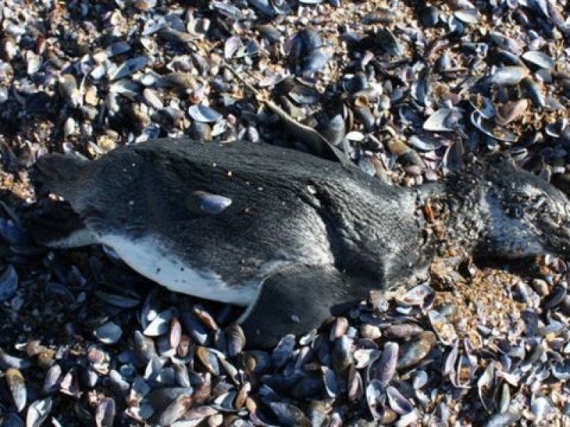 622 pingüinos son hallados muertos en playas de Brasil