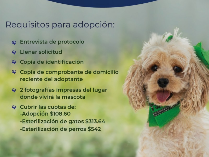 642 animalitos han conseguido un nuevo hogar en Querétaro