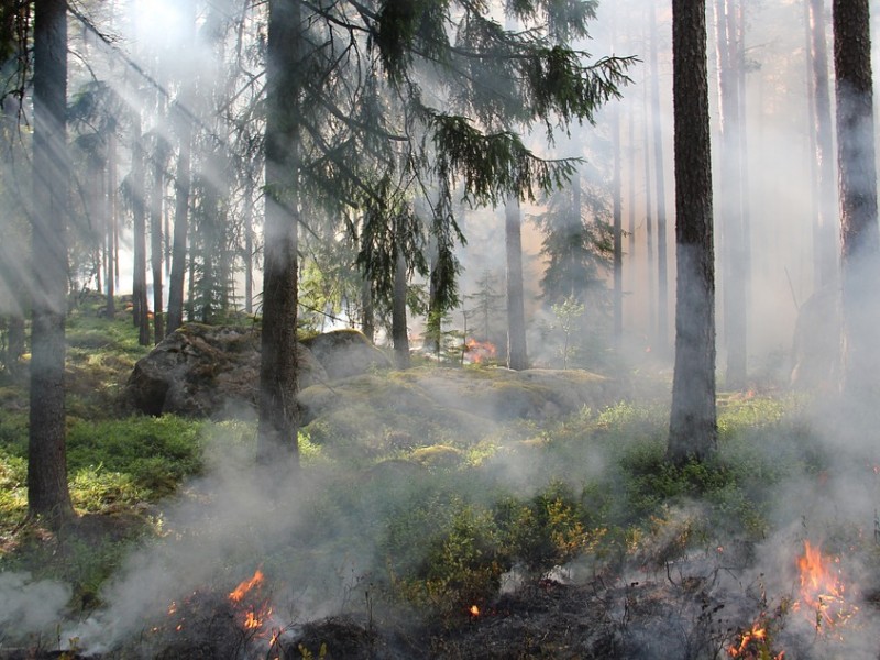 65 incendios forestales en La Primavera