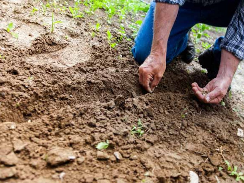 7 de julio, día internacional de la conservación del suelo